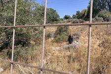 A landscape of dry grass, green trees, and shrubbery lies on the other side of a metal fence