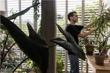 A man in a black shirt is tending to his plants inside his home